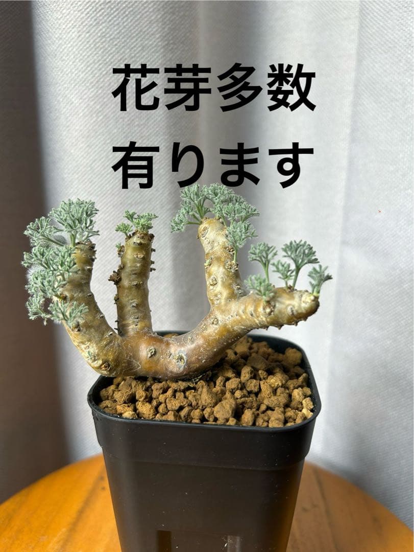 良型発根2サルコカウロン ムルチフィズム モンソニア ムルチフィダペラルゴニウム