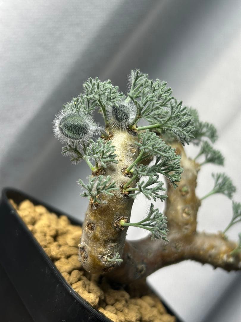 良型発根2サルコカウロン ムルチフィズム モンソニア ムルチフィダペラルゴニウム