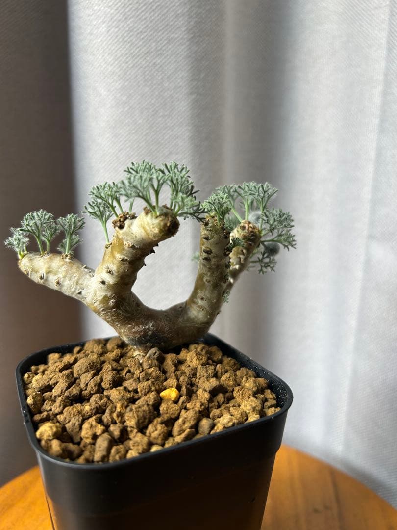 良型発根2サルコカウロン ムルチフィズム モンソニア ムルチフィダペラルゴニウム