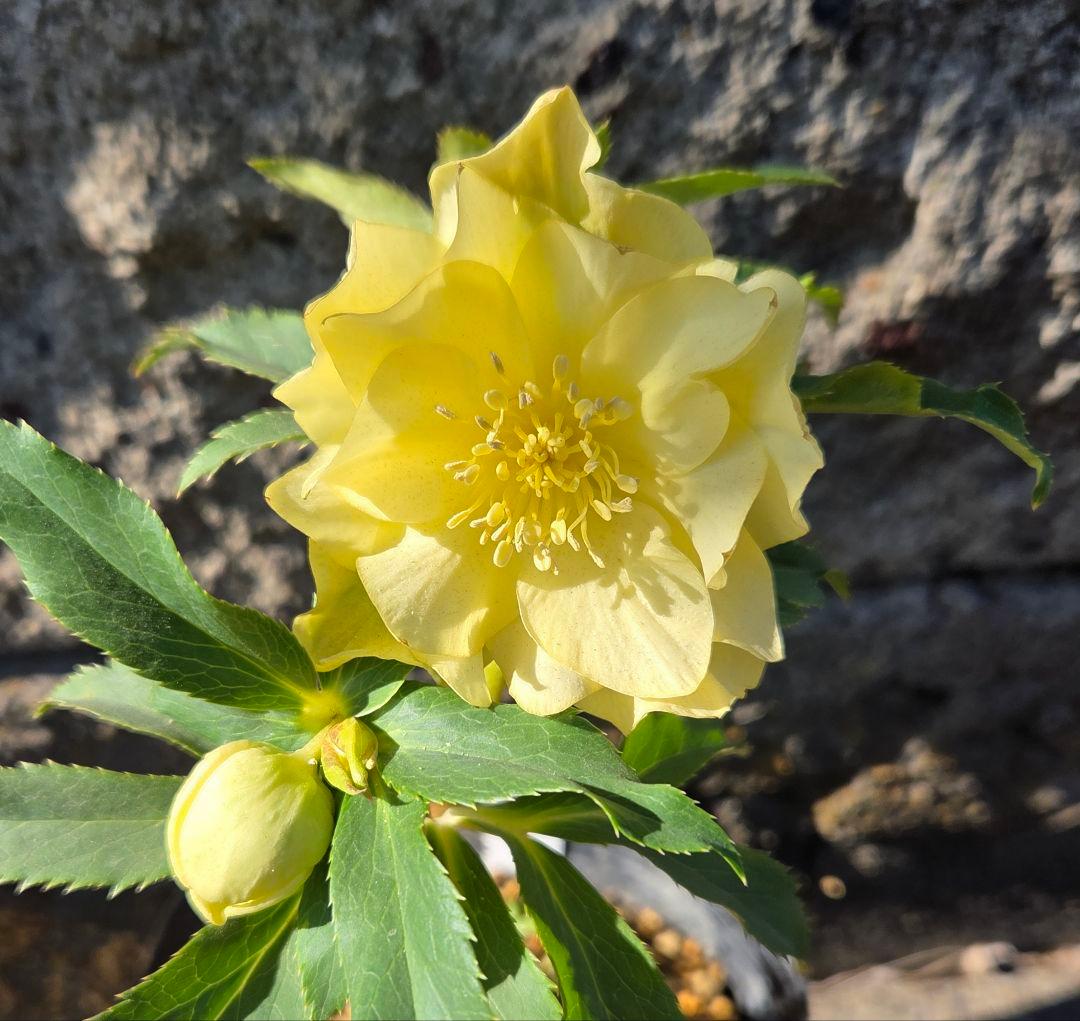 クリスマスローズ　かぐや姫