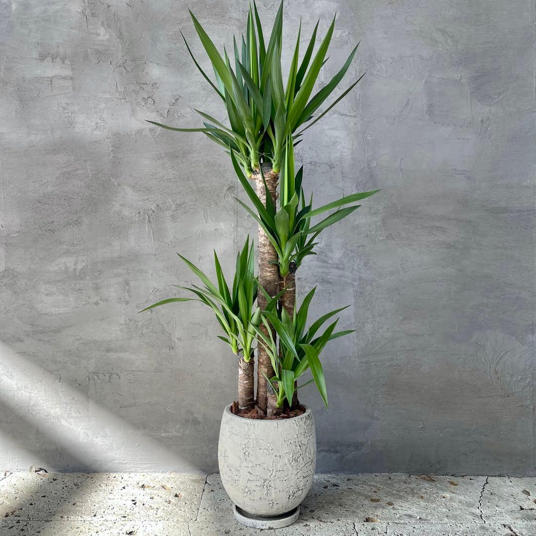 大型　ユッカ　エレファンティペス　青年の木　8号アンティーク陶器鉢　植え込み発送