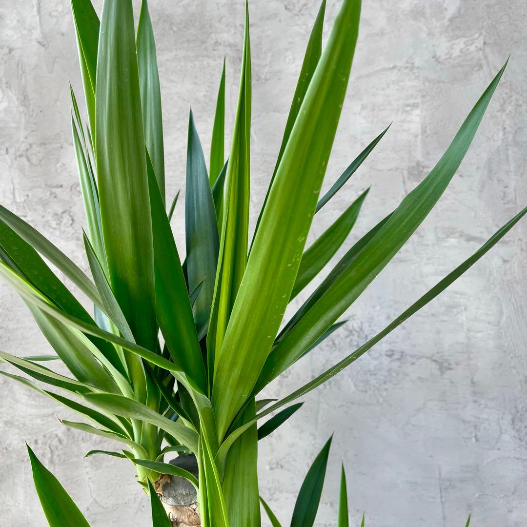 大型　ユッカ　エレファンティペス　青年の木　8号アンティーク陶器鉢　植え込み発送