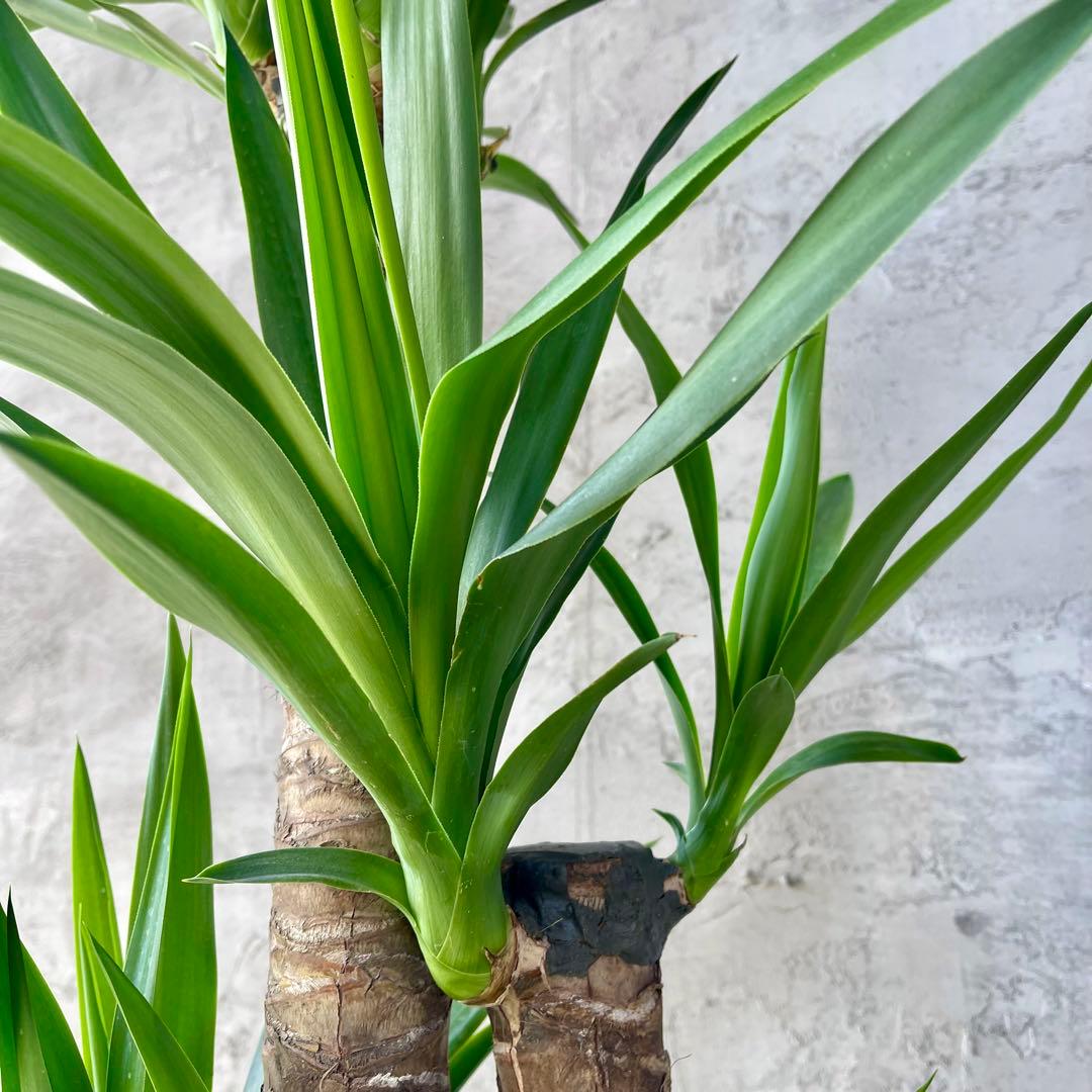 大型　ユッカ　エレファンティペス　青年の木　8号アンティーク陶器鉢　植え込み発送