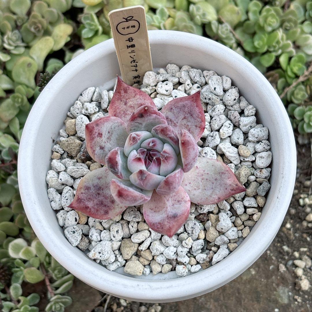 39.【サボテン相談室】中里リンゼアナ 実生 多肉植物 エケベリア