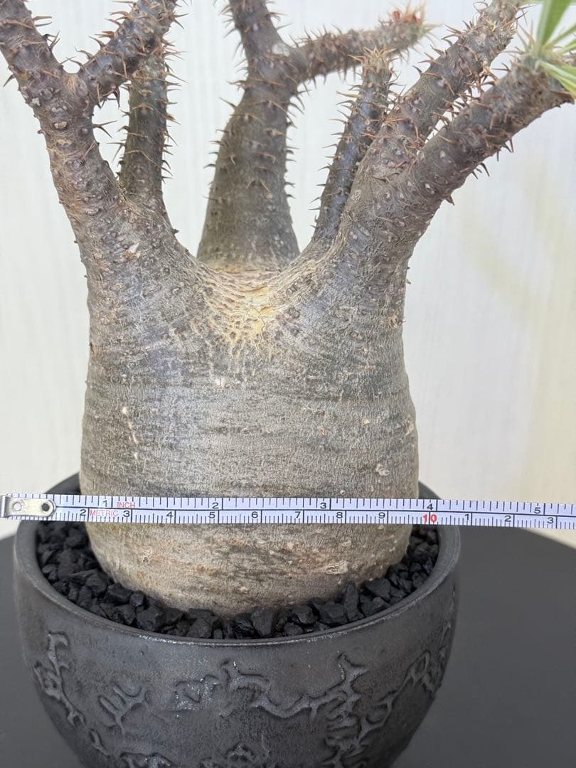 けーパキポディウムグラキリス 現地球