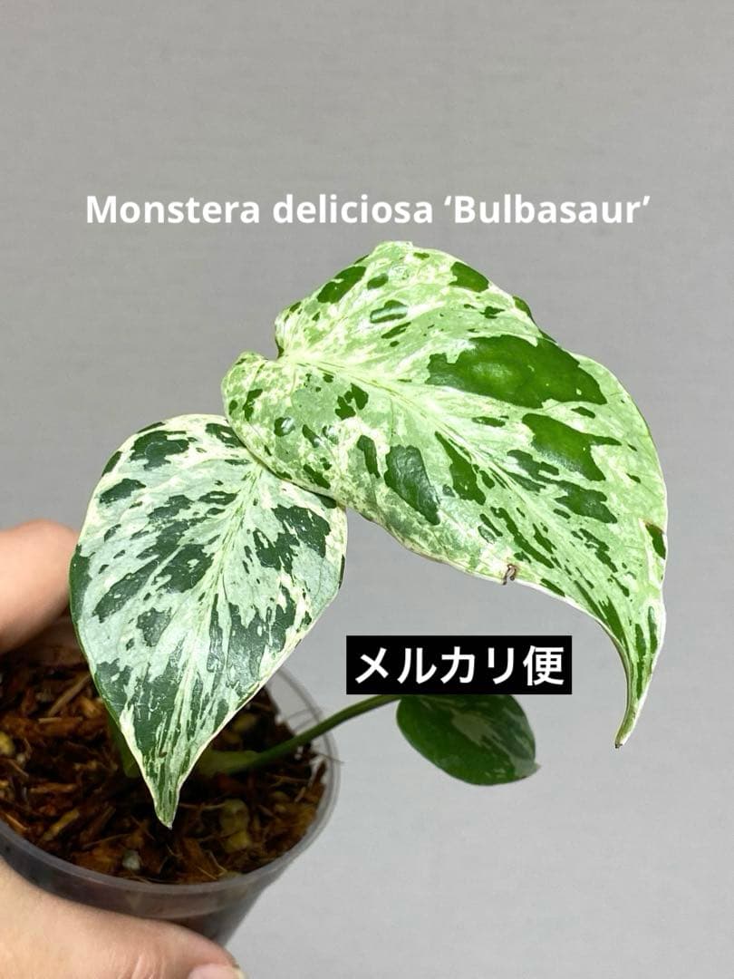 b【美株‼️】モンステラ　デリシオーサ　バルバソー　フシギダネ/ベトシオーサ　希少