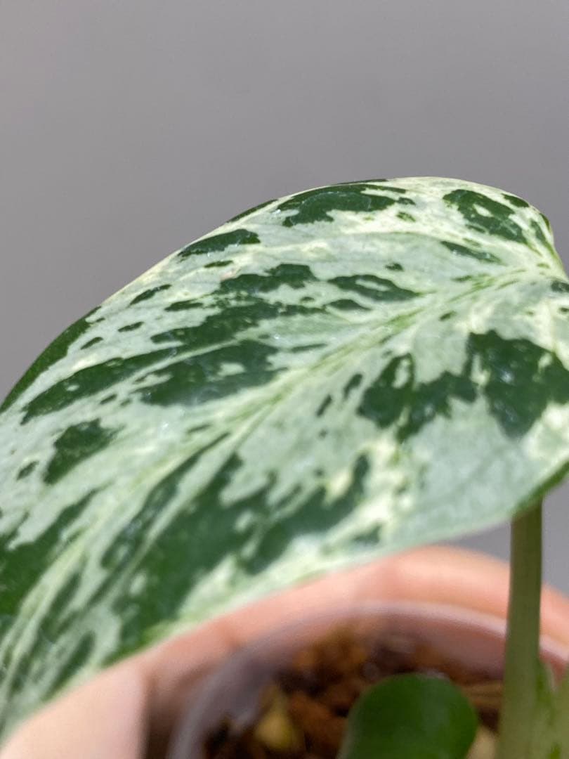 b【美株‼️】モンステラ　デリシオーサ　バルバソー　フシギダネ/ベトシオーサ　希少