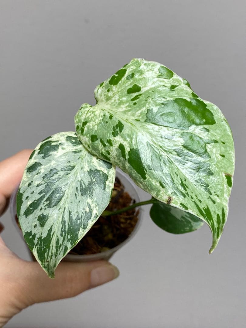 b【美株‼️】モンステラ　デリシオーサ　バルバソー　フシギダネ/ベトシオーサ　希少