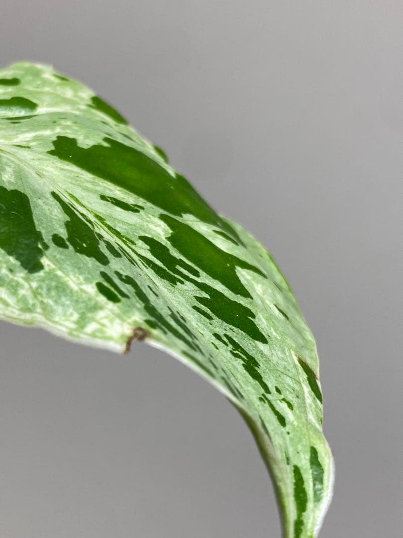 b【美株‼️】モンステラ　デリシオーサ　バルバソー　フシギダネ/ベトシオーサ　希少