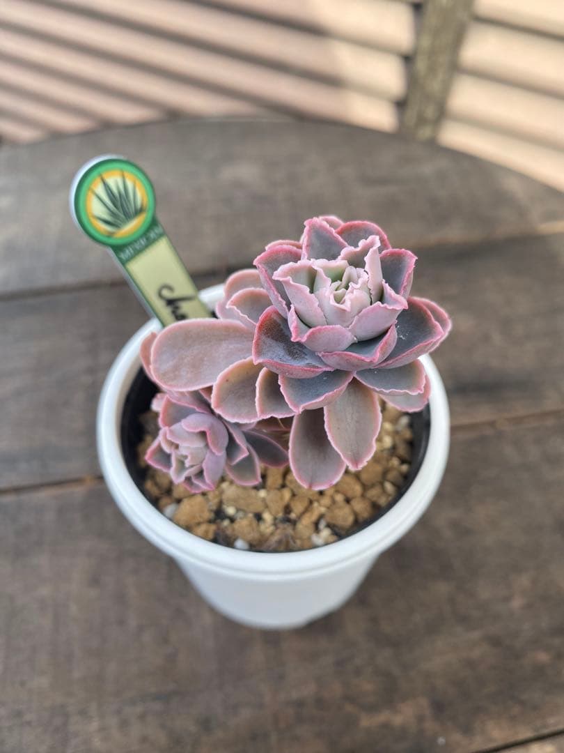 原種　チャザロイ群生　リクエスト　Chazaroi エケベリア 紫色