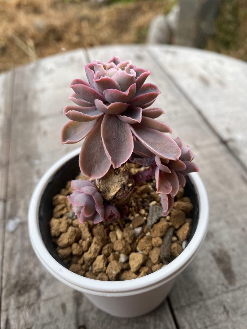 原種　チャザロイ群生　リクエスト　Chazaroi エケベリア 紫色