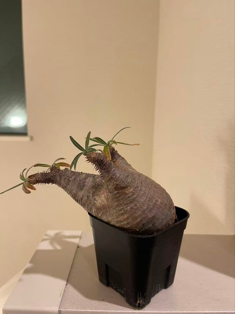 パキポディウム　グラキリス　現地株　発根済み　発根管理してから半年間