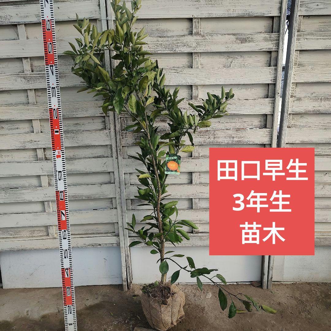 ウサキチさま専用出品 田口早生 3年生