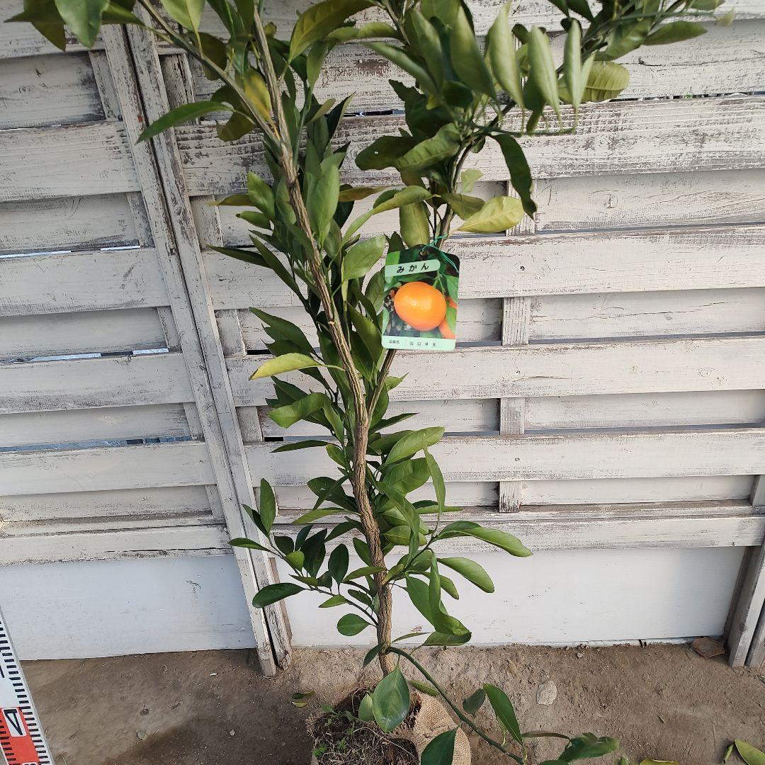 ウサキチさま専用出品 田口早生 3年生