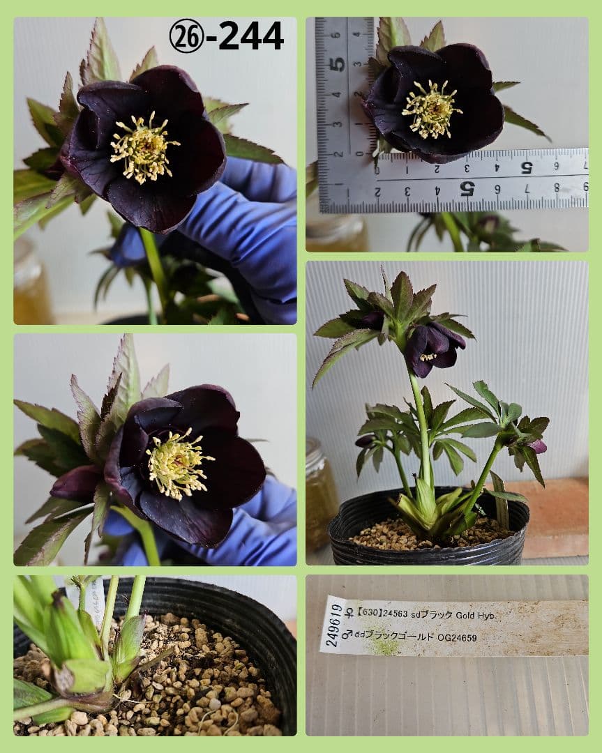 夕映え様ご購入苗㉖-207㉖-244クリスマスローズ