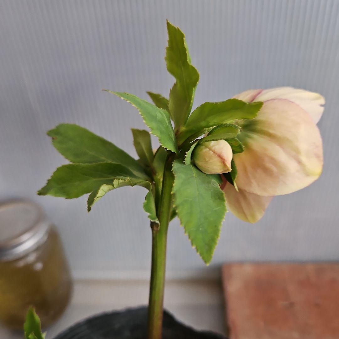 夕映え様ご購入苗㉖-207㉖-244クリスマスローズ