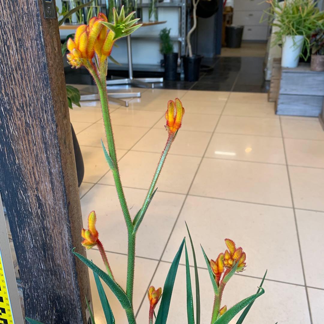 のこのこ　カンガルーポー3点