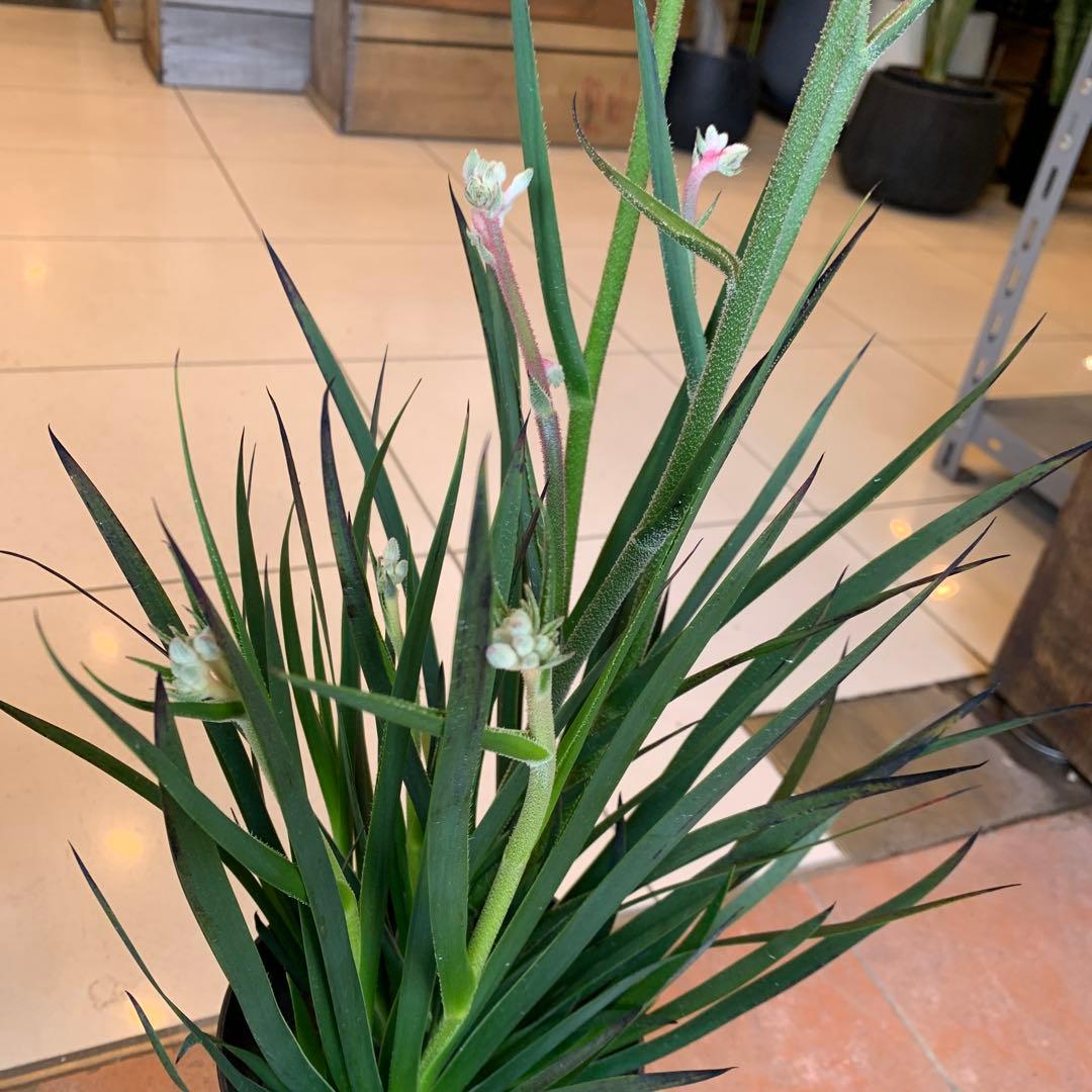 のこのこ　カンガルーポー3点