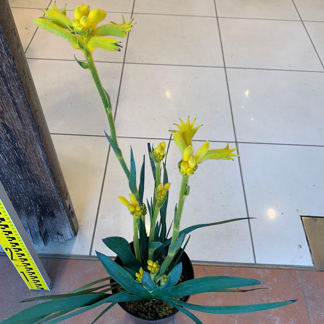 のこのこ　カンガルーポー3点