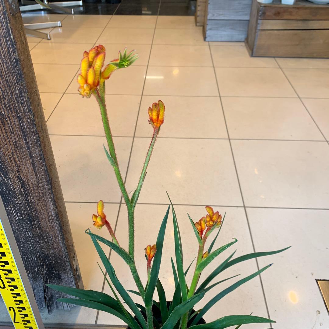 のこのこ　カンガルーポー3点