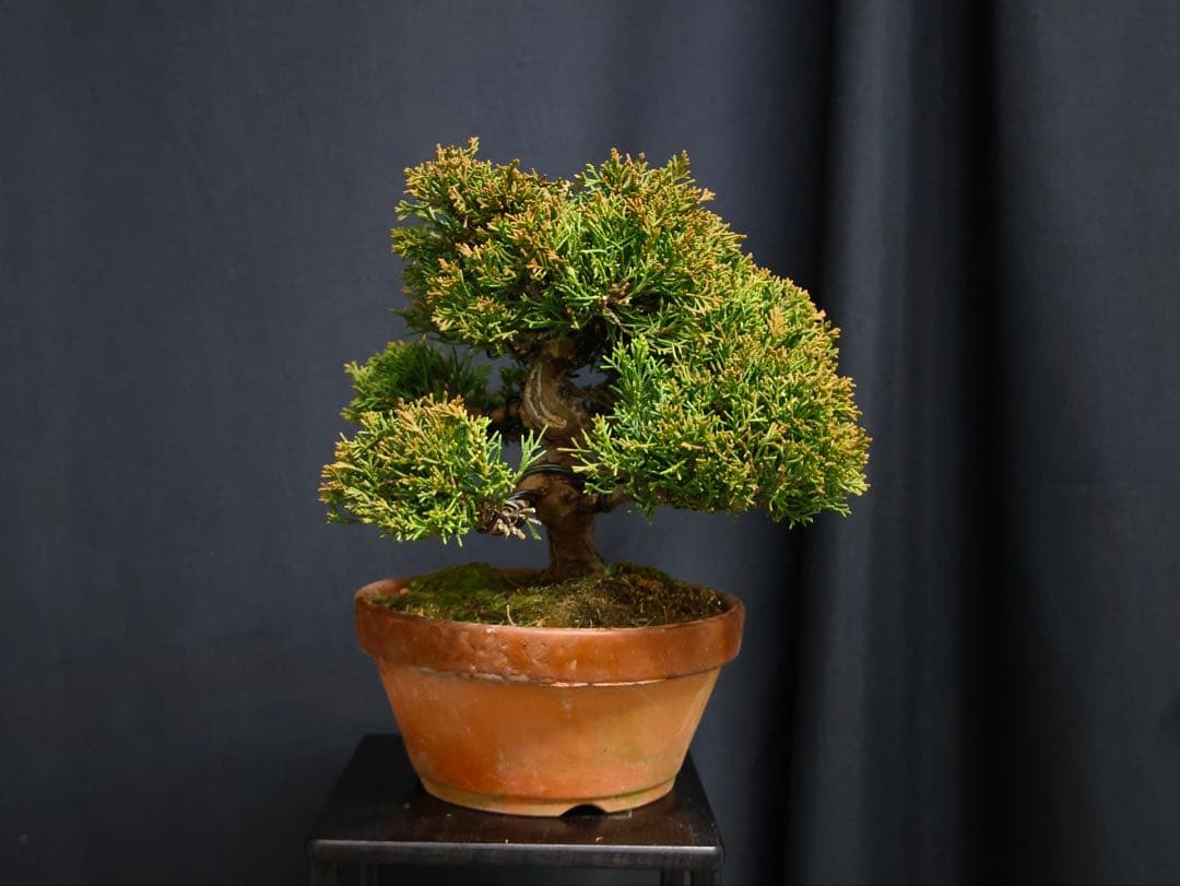 し*ほ様 フォロワー300人記念オークション 真柏　葉性抜群　小品盆栽　流れ良