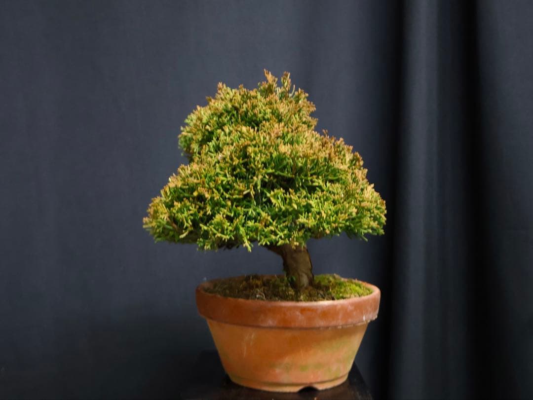 し*ほ様 フォロワー300人記念オークション 真柏　葉性抜群　小品盆栽　流れ良