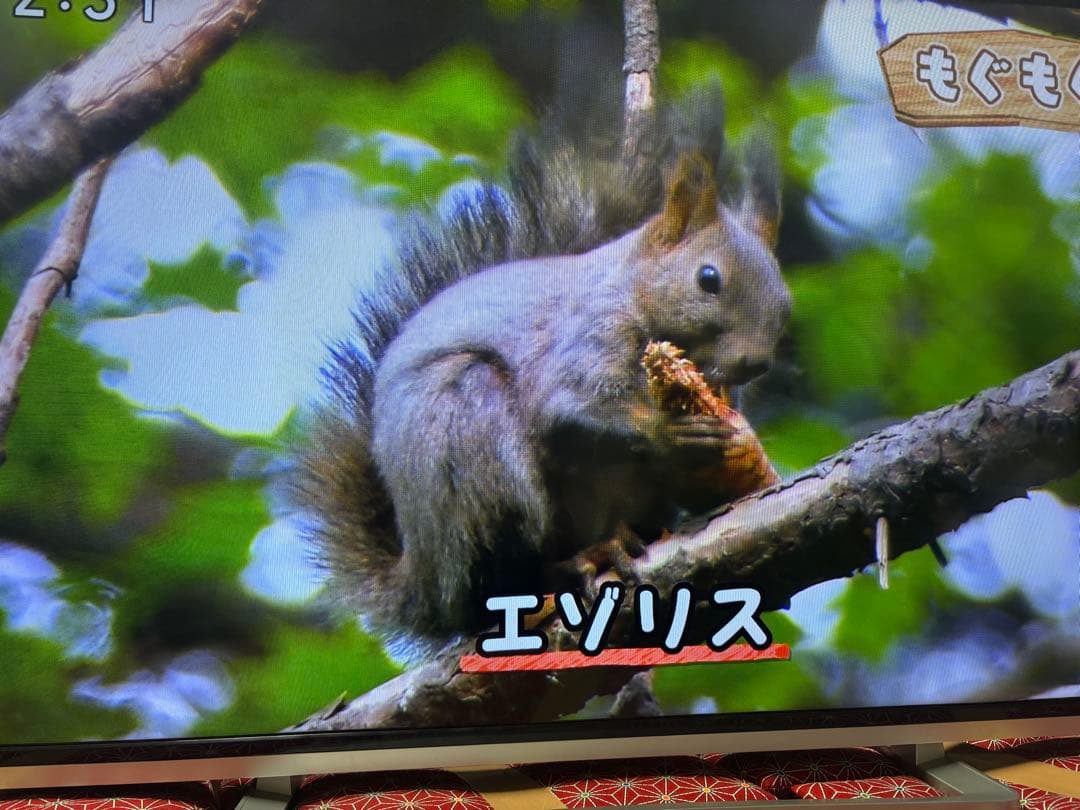 TOSHIBA LED REGZA 50G9 50型　超美品