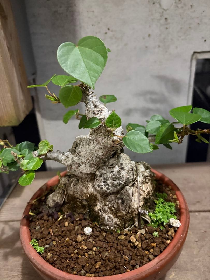 専用　オオハマボウ　小品盆栽　太幹　ハート型の葉