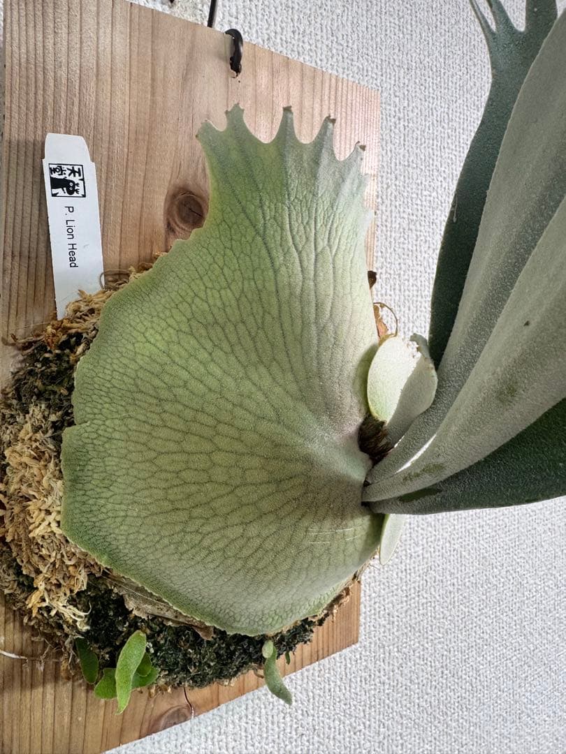 P. Lion Head ライオンヘッド　ビカクシダ　株分け　OC コルク