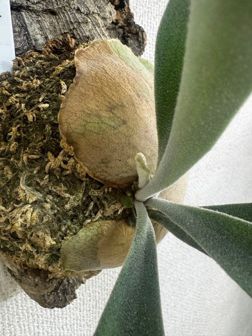 P. Lion Head ライオンヘッド　ビカクシダ　株分け　OC コルク