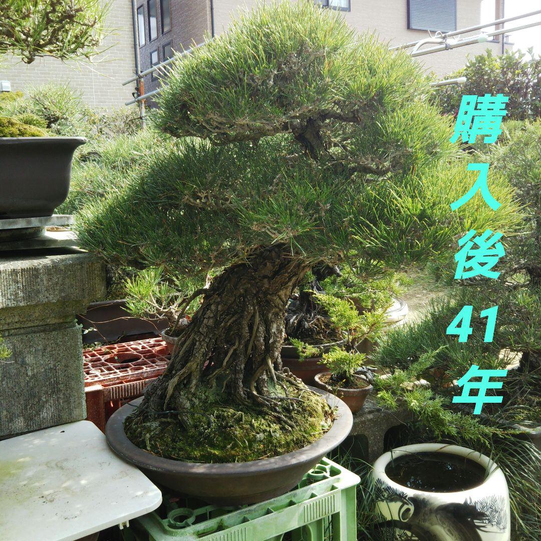 時代物 四国黒松 大品 根あがり盆栽 購入してから41年経過