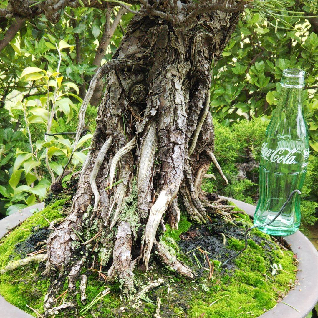 時代物 四国黒松 大品 根あがり盆栽 購入してから41年経過