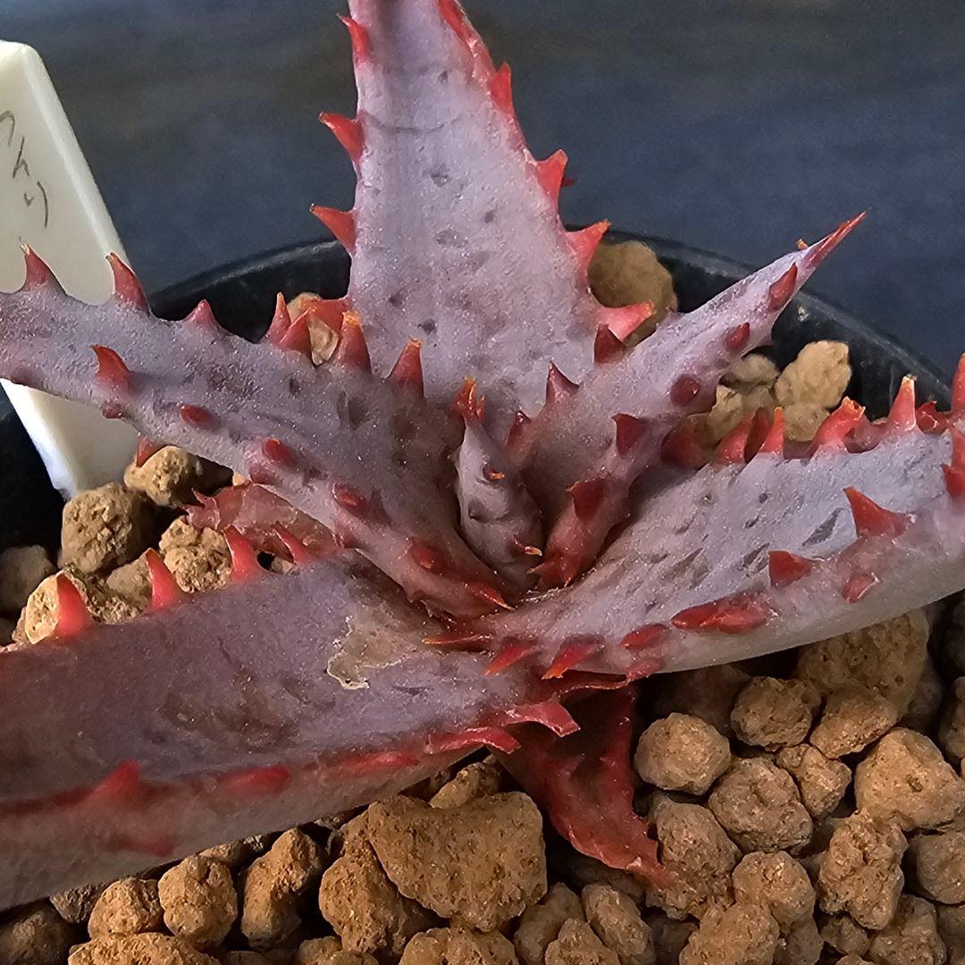 Nene様 リクエスト 3点 まとめ商品