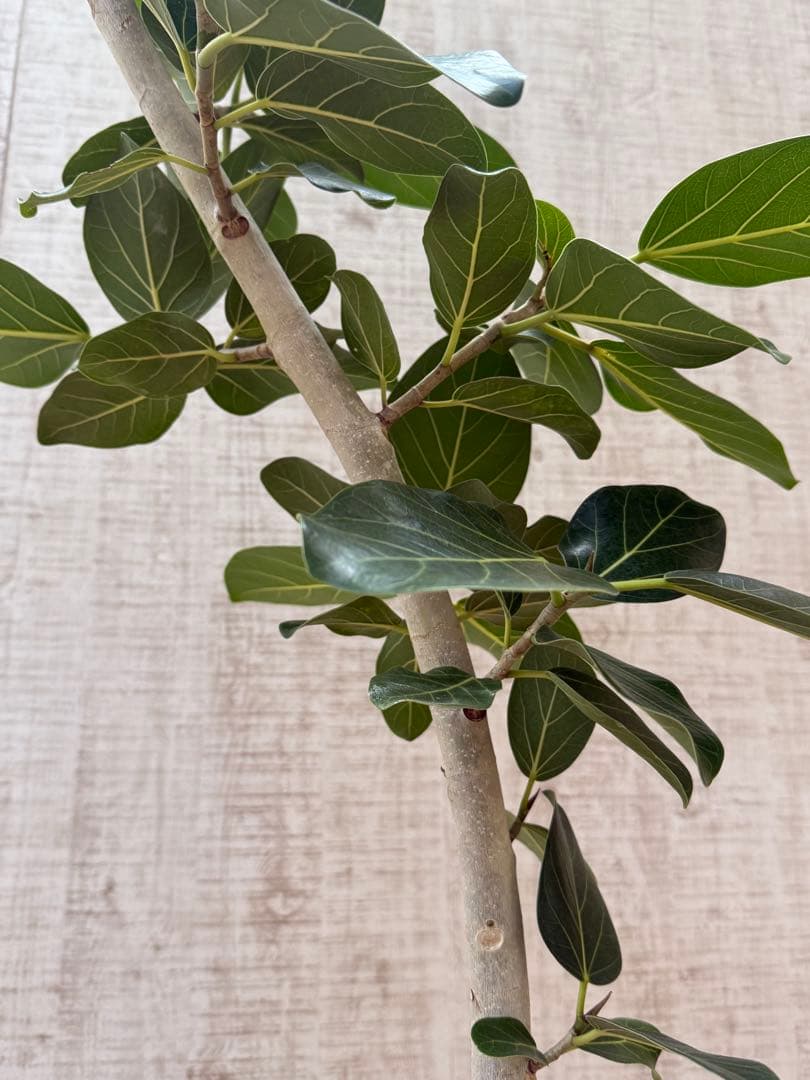 ☆ フィカス ベンガレンシス♪150cm リビングサイズ 曲がりフォルム♪