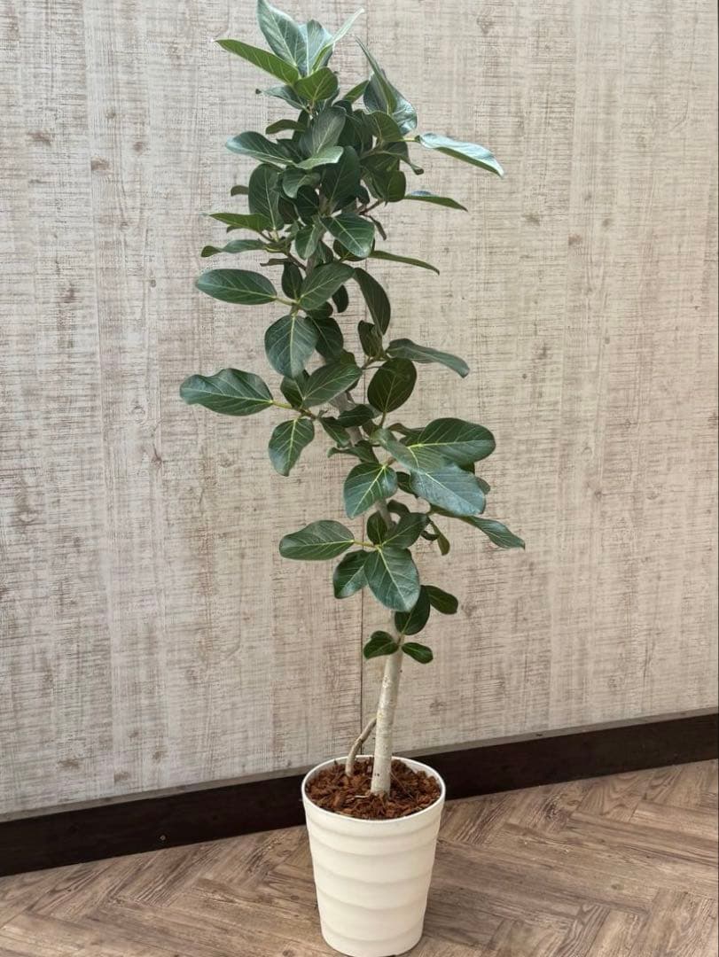 ☆ フィカス ベンガレンシス♪150cm リビングサイズ 曲がりフォルム♪