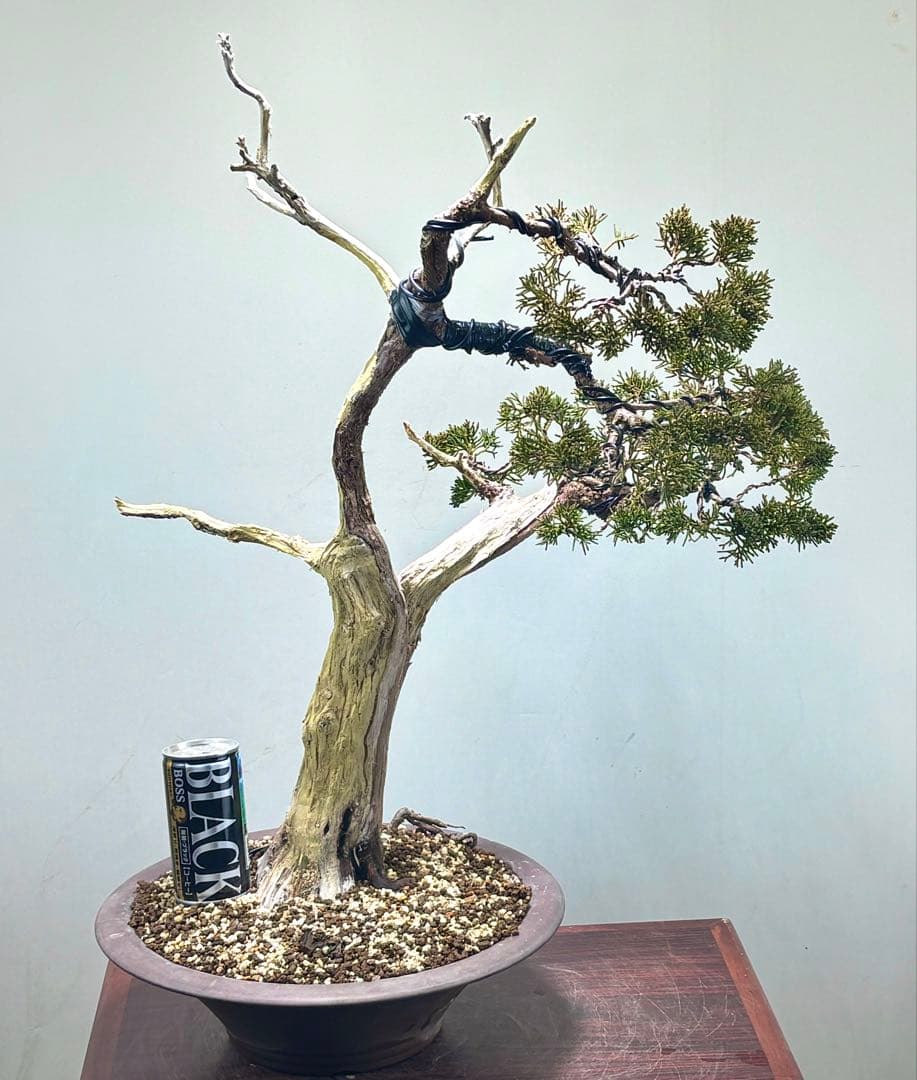 K*K様 サービスオークション】【文人】真柏　盆栽　 高さ56㌢