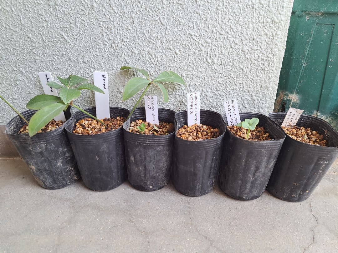 二*庵様 クリスマスローズ 原種 6株セット