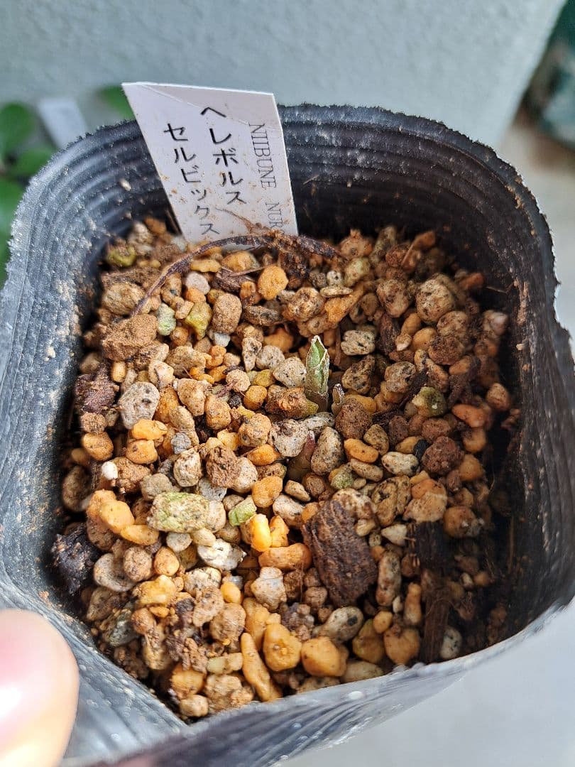 二*庵様 クリスマスローズ 原種 6株セット