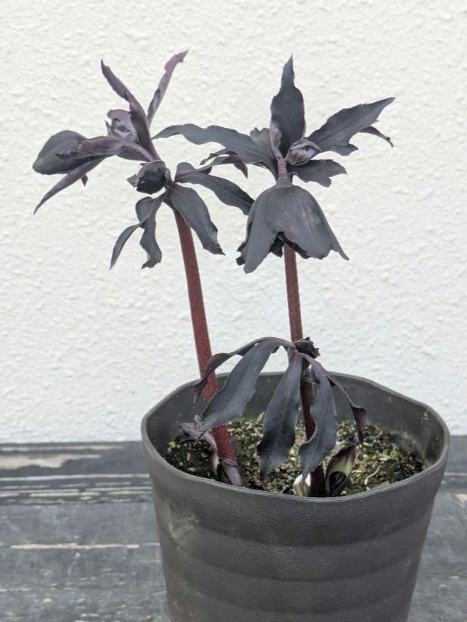 【漆黒極上個体】広瀬園芸　クリスマスローズ　ブラックマジックdd