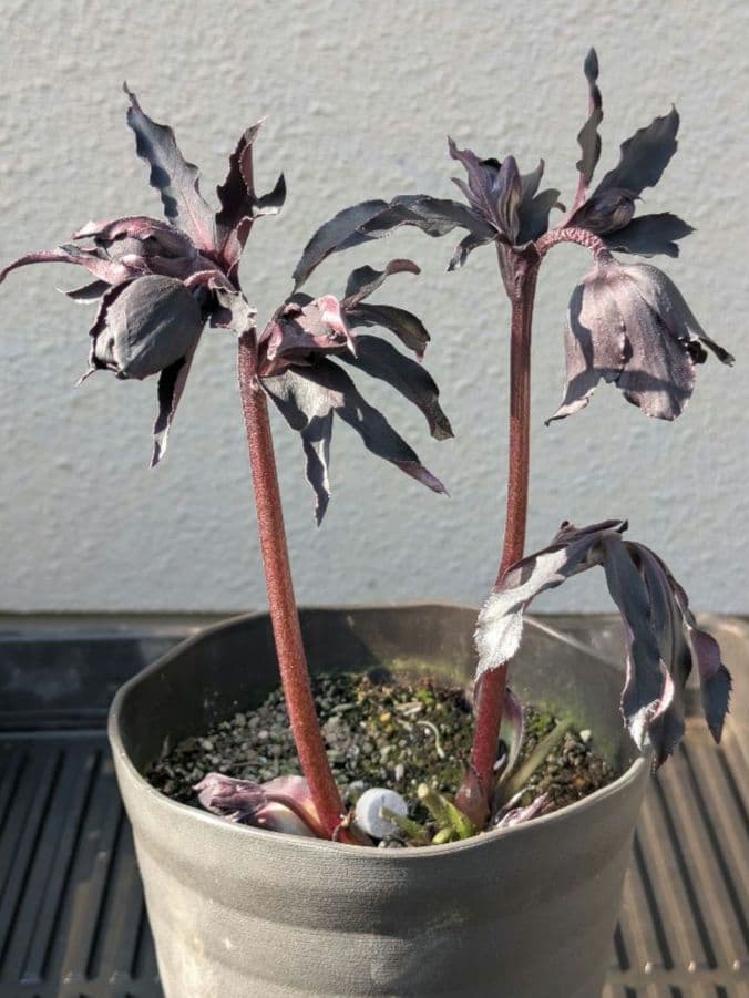 【漆黒極上個体】広瀬園芸　クリスマスローズ　ブラックマジックdd