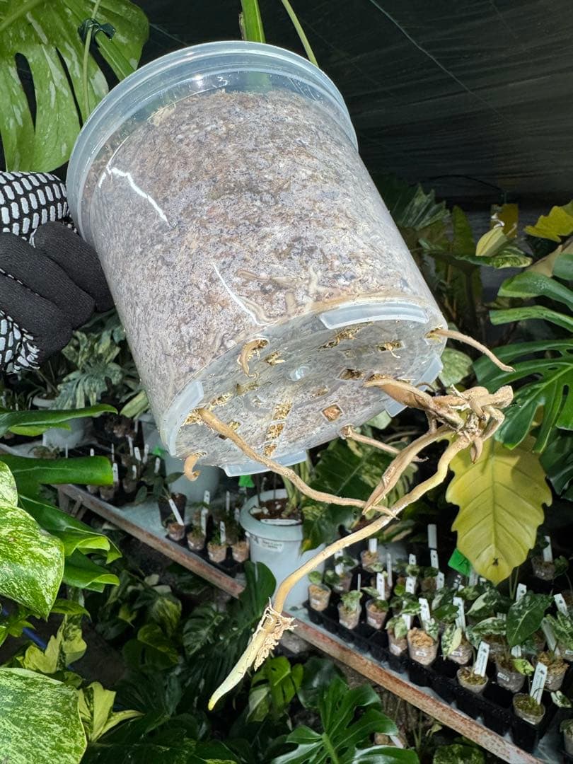 わ*ち様 1モンステラ　タイコンステレーション　スターライト