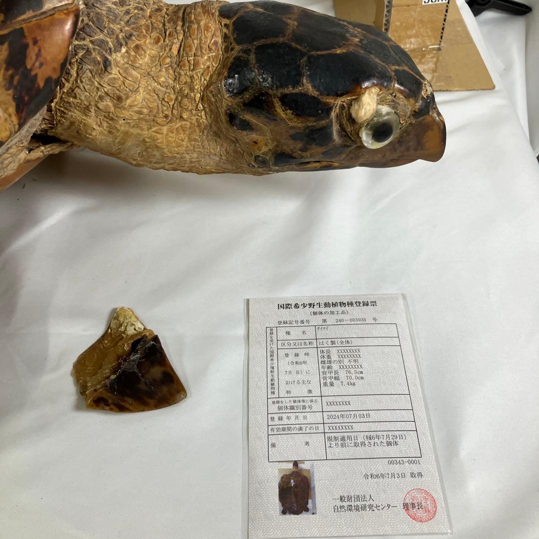 タイマイ亀の剥製　〔国際希少野生動植物種登録票有り〕