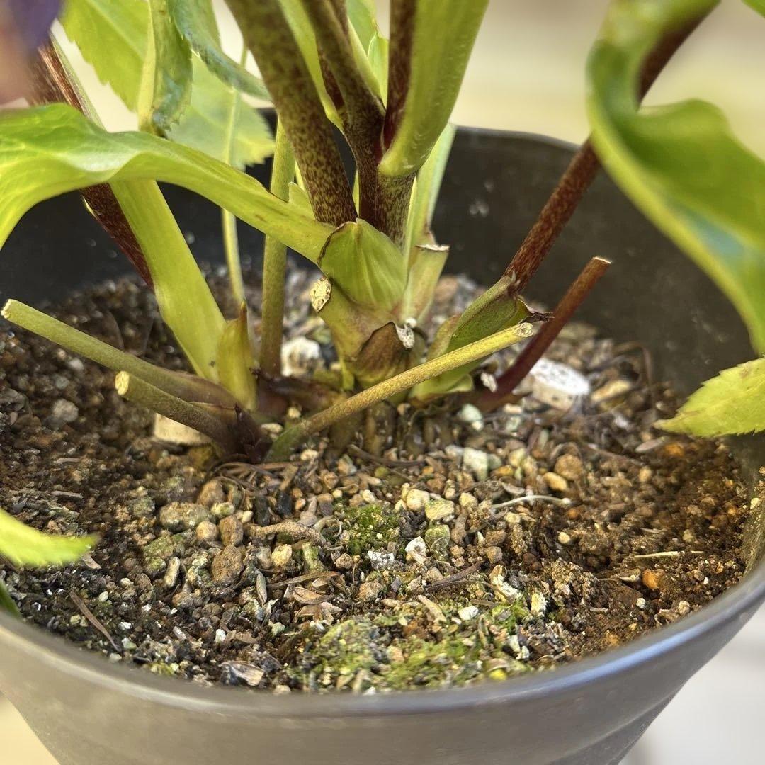 まい　広瀬園芸　レッドクレオパトラ