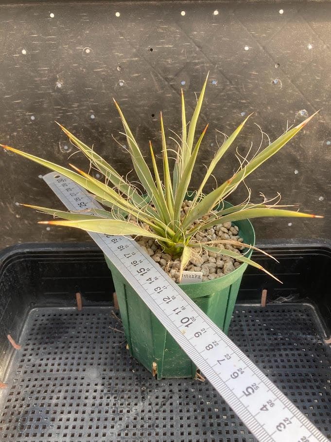 【福沢諭吉様確認用】ユッカ　ベイレイ＋ハリマニアエ