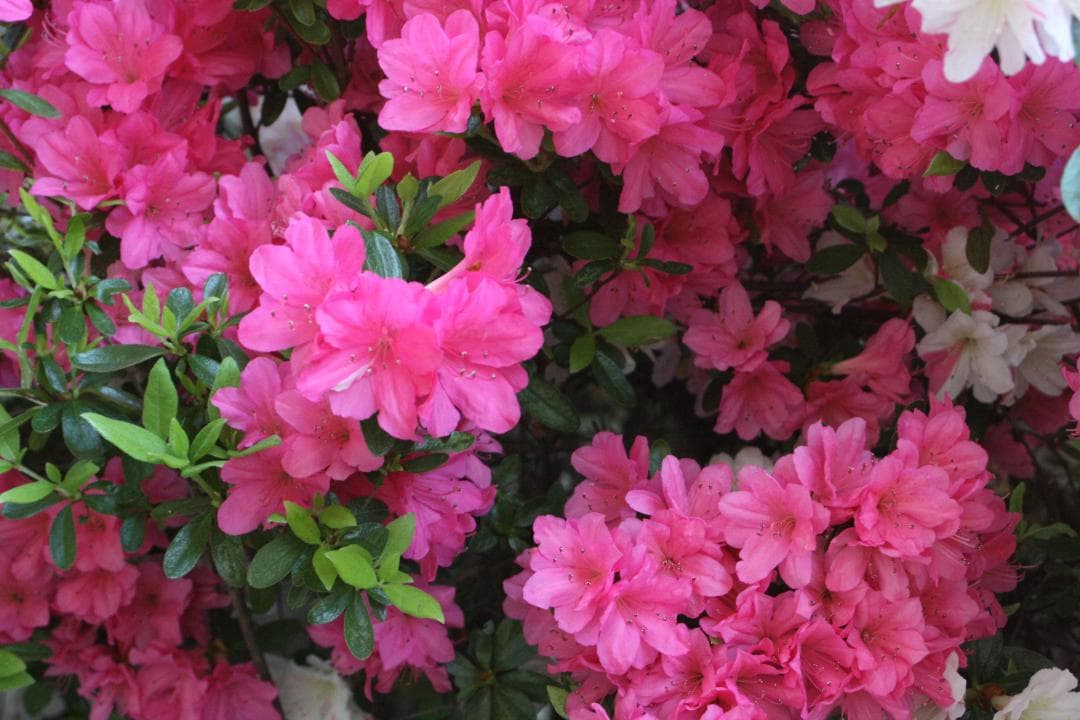 キャノンEOS Kiss デジタルX　、キヤノンズームレンズ28－80ｍｍ