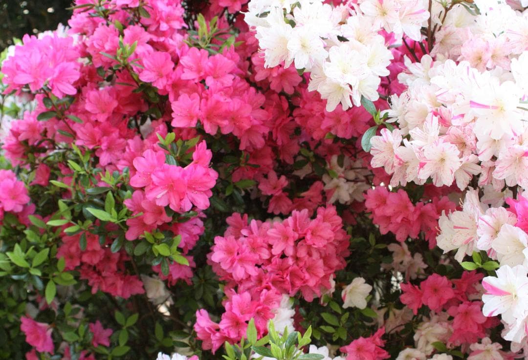 キャノンEOS Kiss デジタルX　、キヤノンズームレンズ28－80ｍｍ