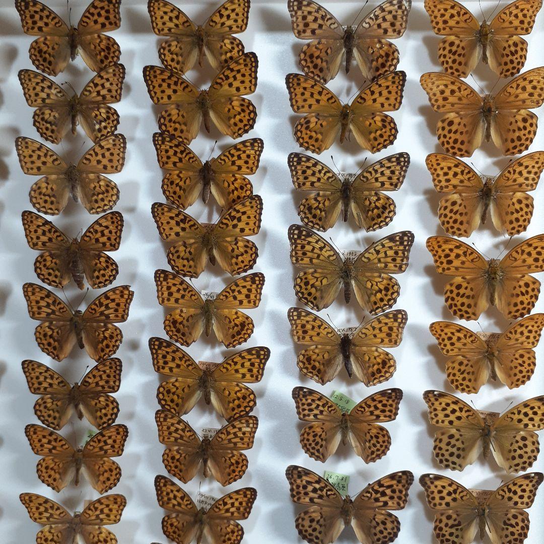 蝶標本　ヒョウモンチョウ類　12種114頭。大型ドイツ標本箱２箱入りセット