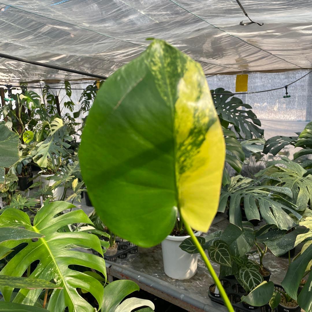 MS18 モンステラ　イエローマリリン　黄斑入り