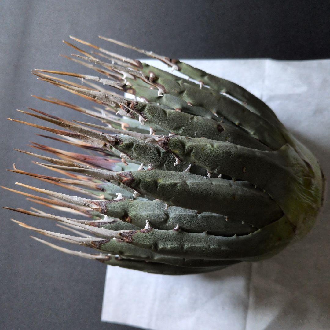 け*ん様 アガベ ユタエンシス エボリスピナ