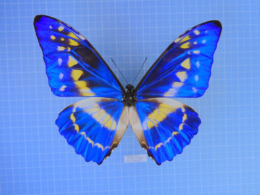 コロンビア産　キプリスモルフォ　116mm